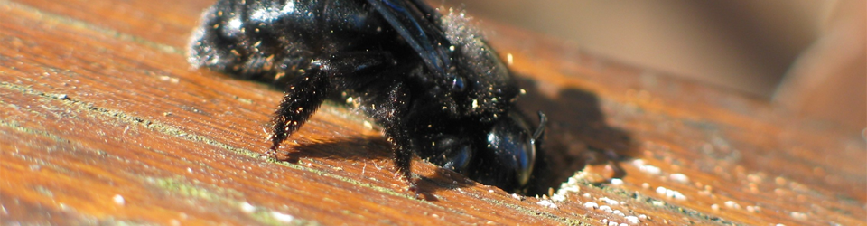 abeille charpentière xylophage